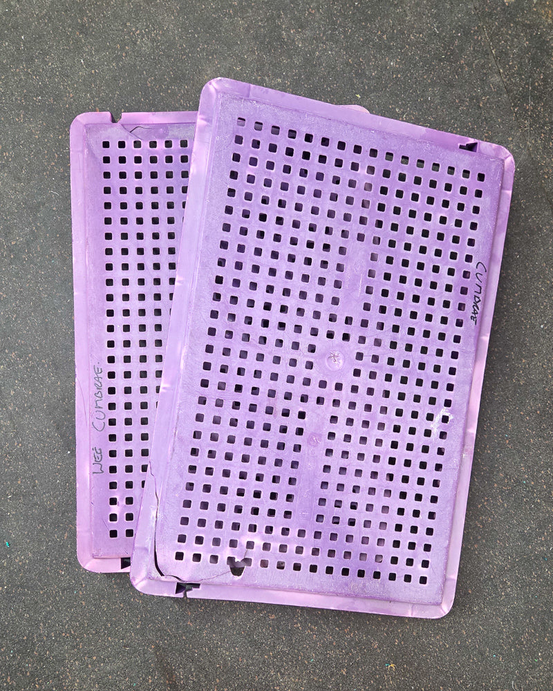 Purple - Coming Soon