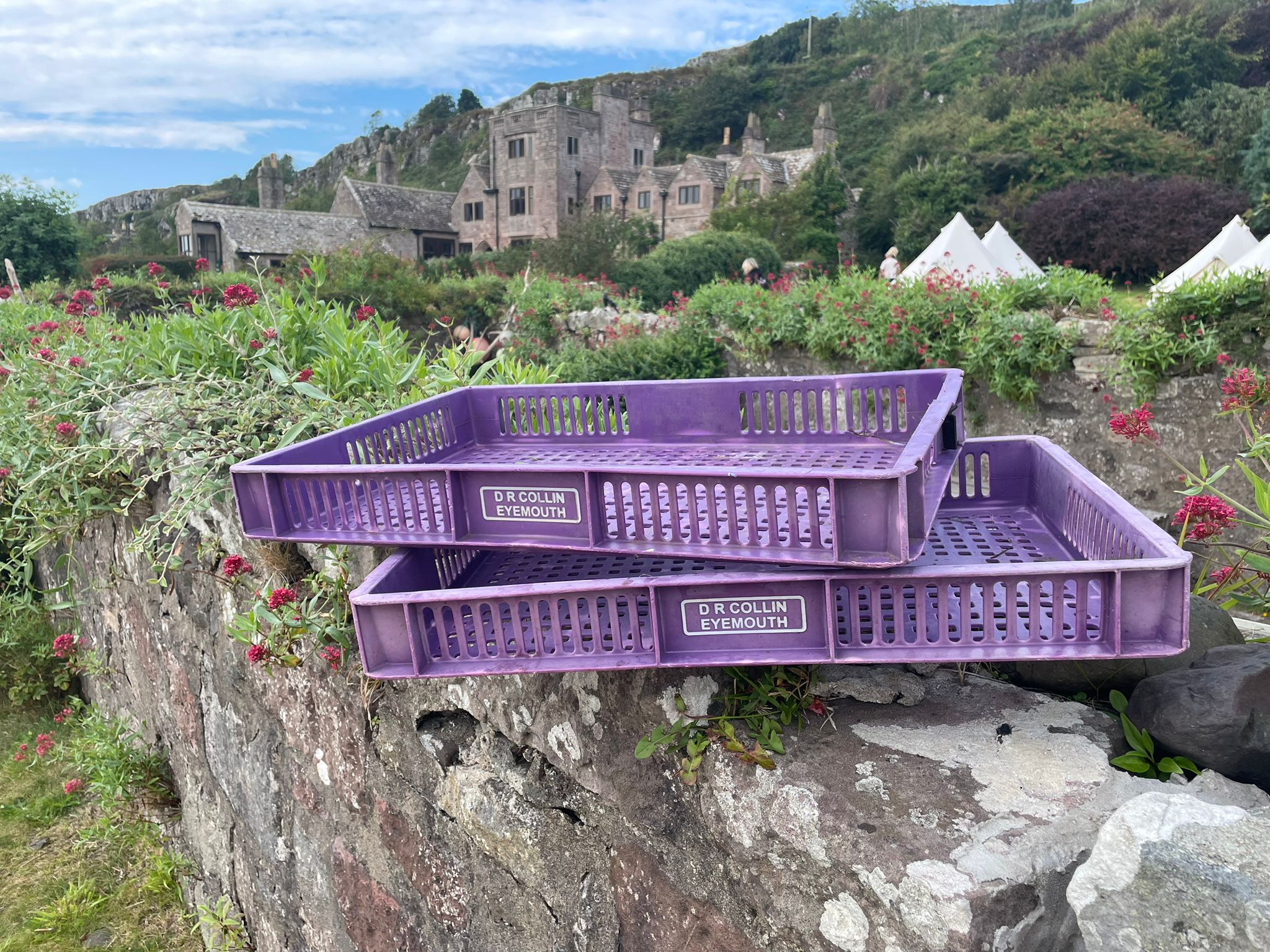 Purple - Coming Soon